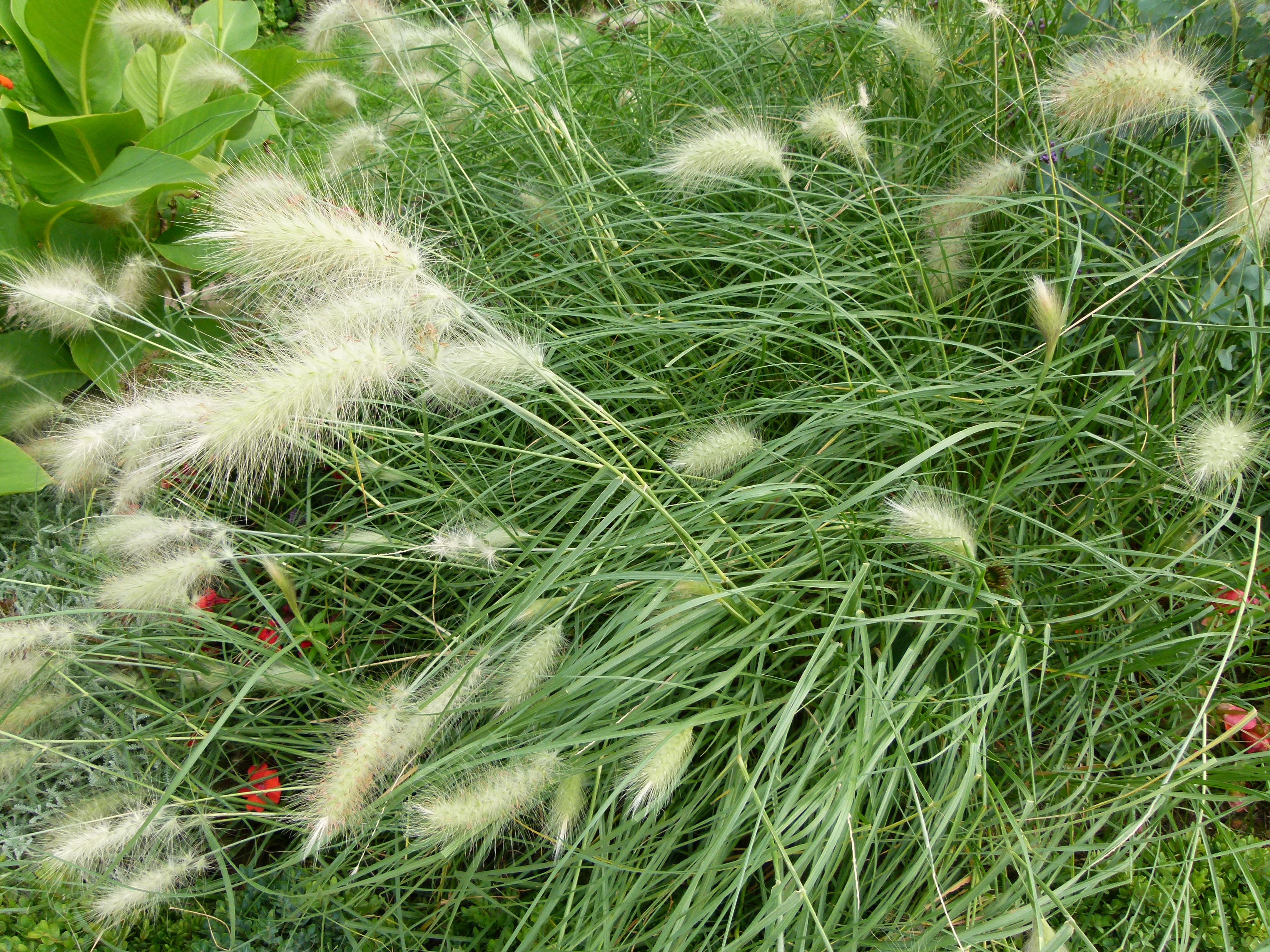 Pennisetum Villosum PRE Plant Risk Evaluator
