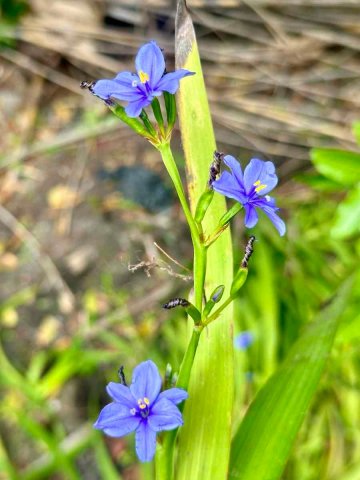 Flowers and leaves of Aristea eckloniii