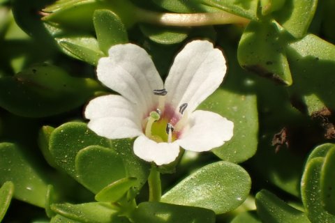 Flower and leaves of Bacopa monnieri