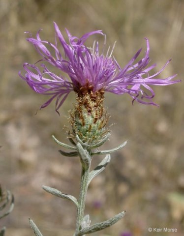 Lavender inflorescens of Centaurea nigrescens