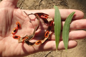 Acacia cyclops fruits and cladodes.
