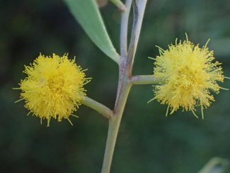 Acacia cyclops flower