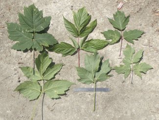 Acer negundo foliage