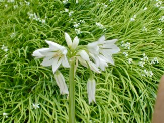 Allium triquitrum