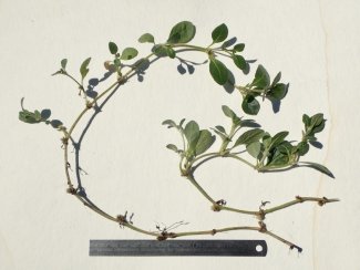 Alternanthera caracasana - whole plant with ruler