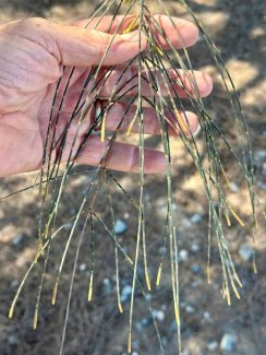 Xasuarina equisetifolia