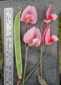 Lathyrus tingitanus