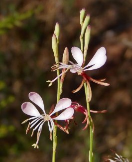 Oenothera hispida (xenogaura) inflorescence