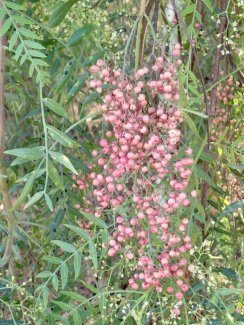 Some authorities refer to the CA plants as Schinus areira or S. molle var. areira.