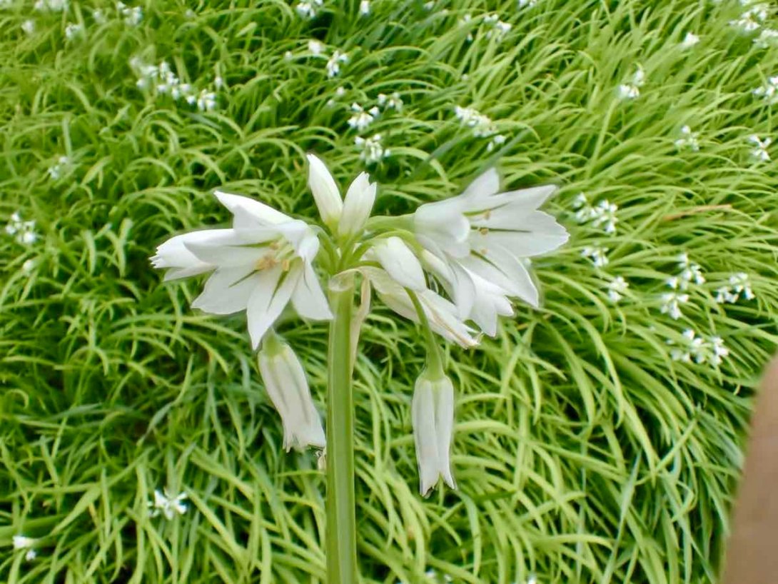 Allium triquitrum