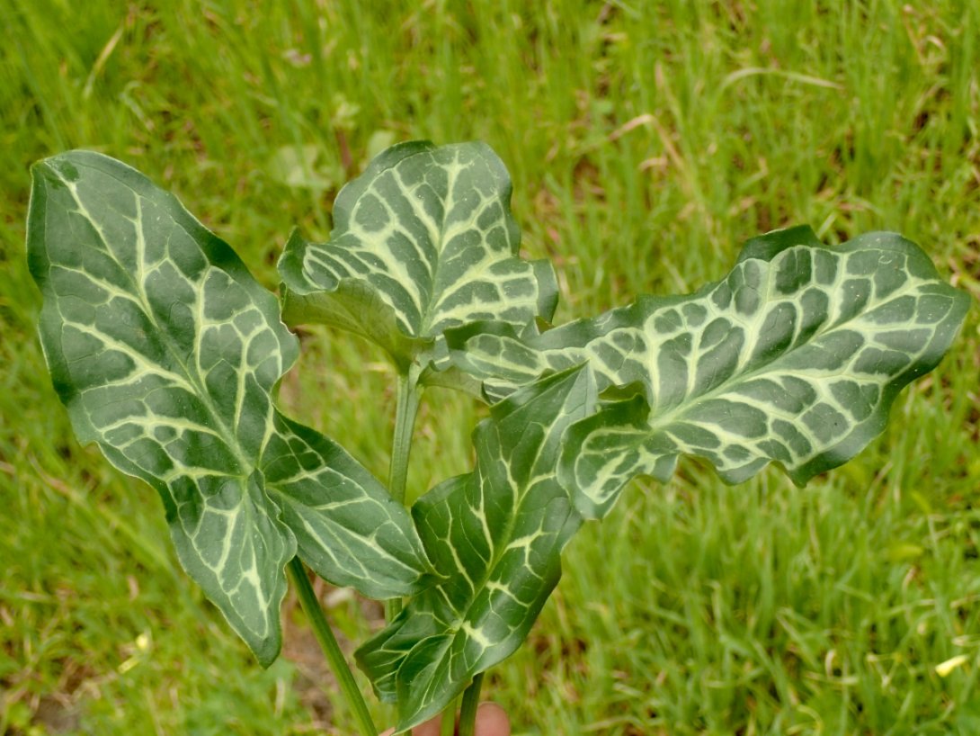 Arum italicum