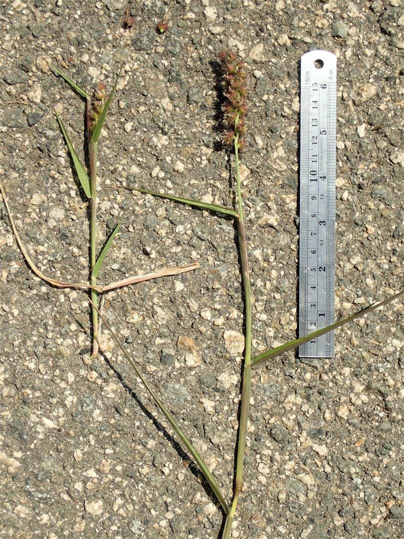 Cenchrus longispinus