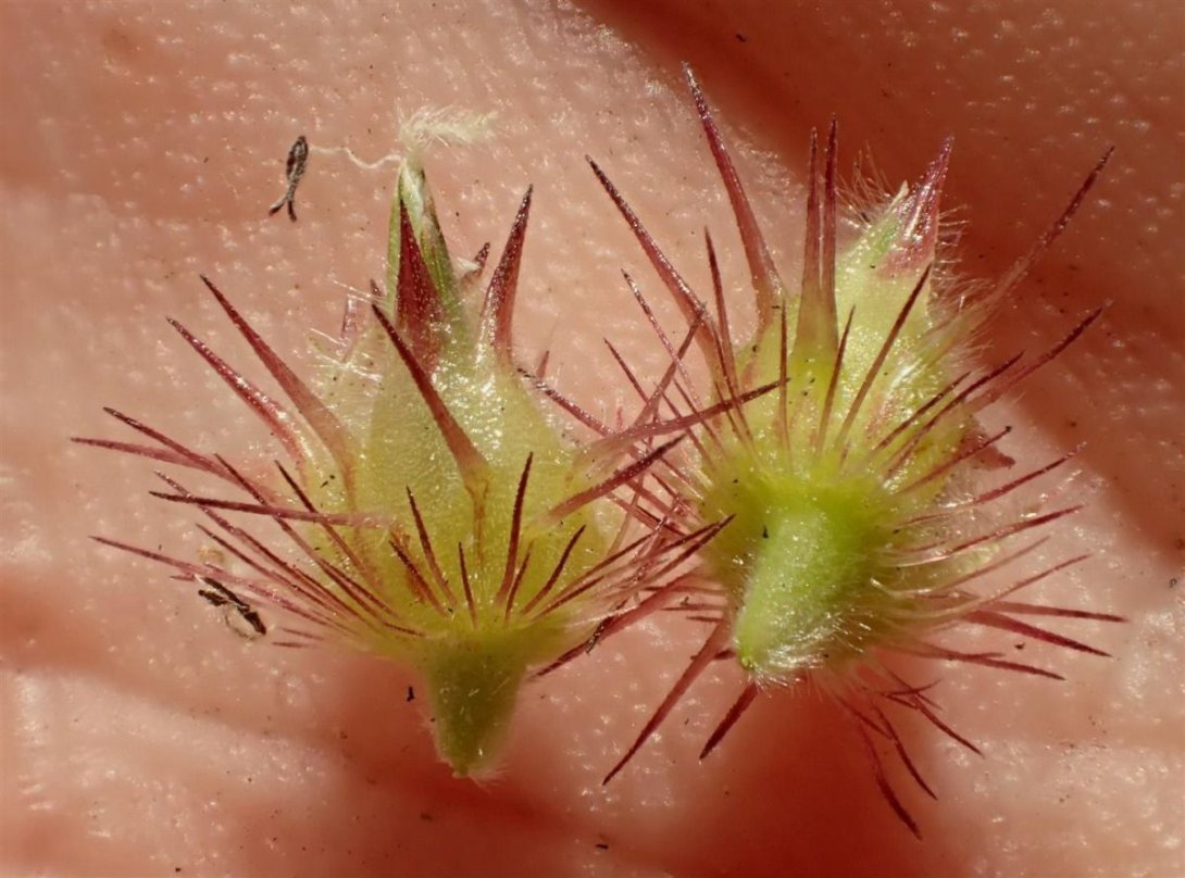Cenchrus longispinus fruit