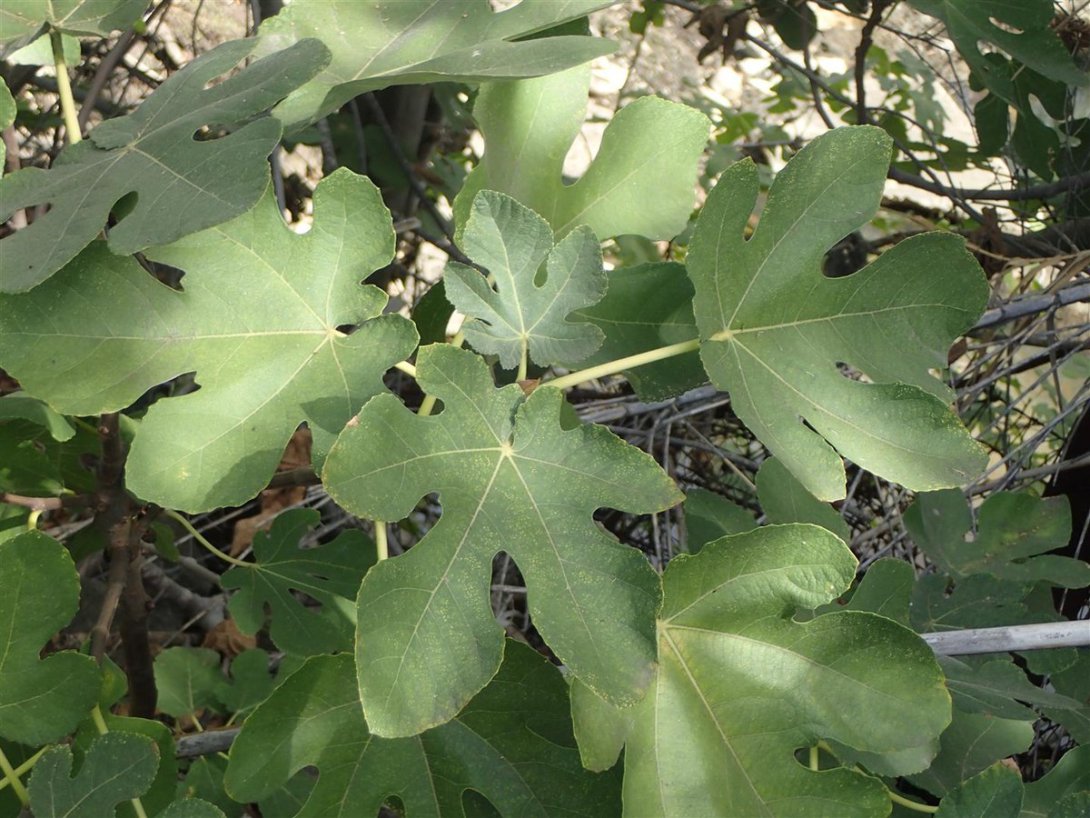 Fraxinus uhdei