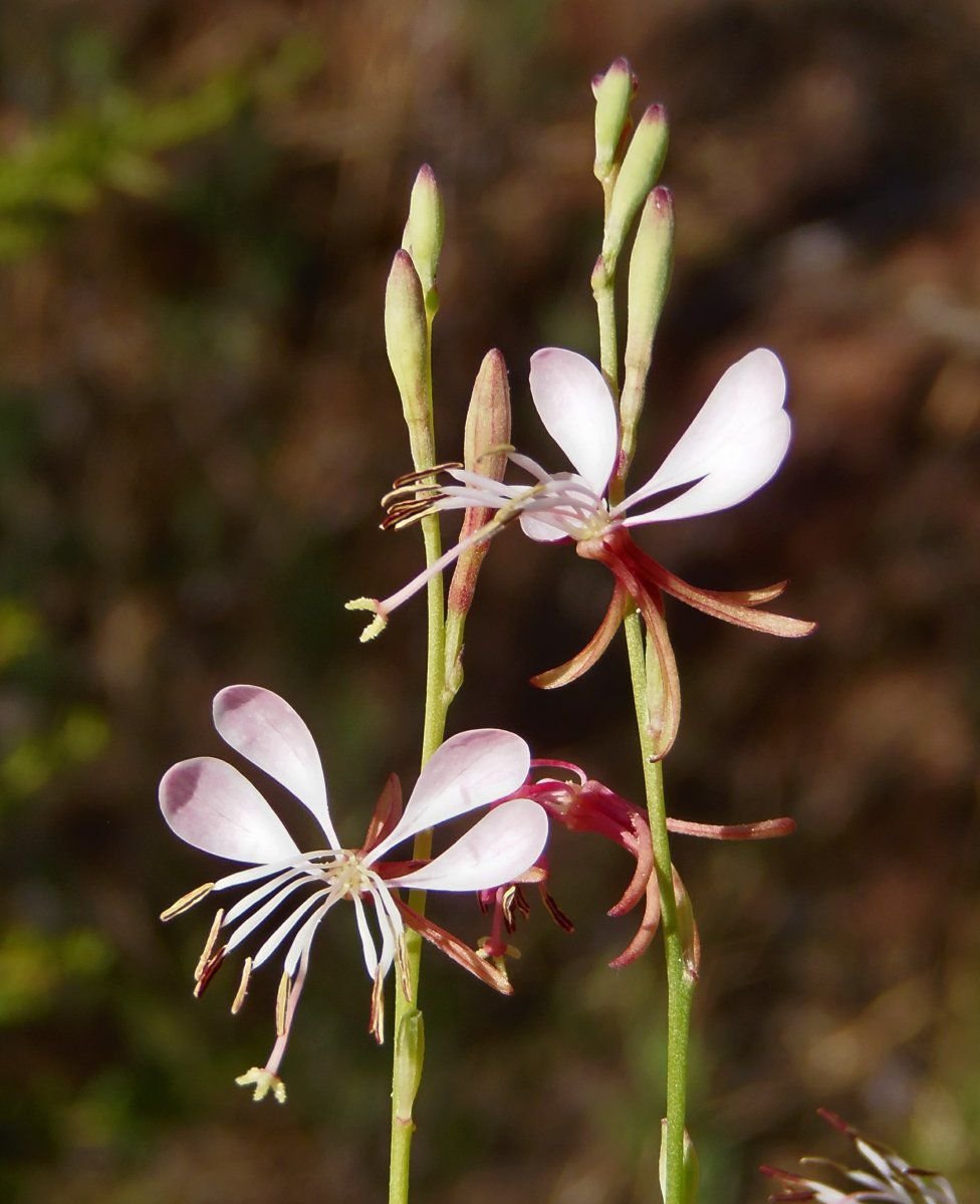 Oenothera hispida (xenogaura) inflorescence