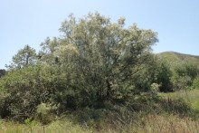 Tamarix aphylla